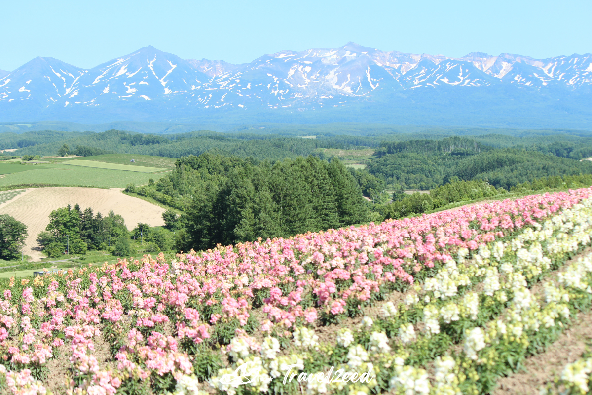 Furano