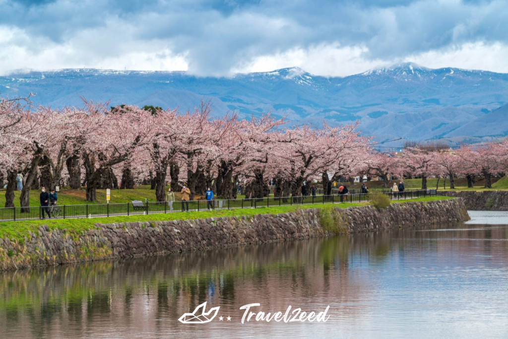 Sakura Festival in Japan