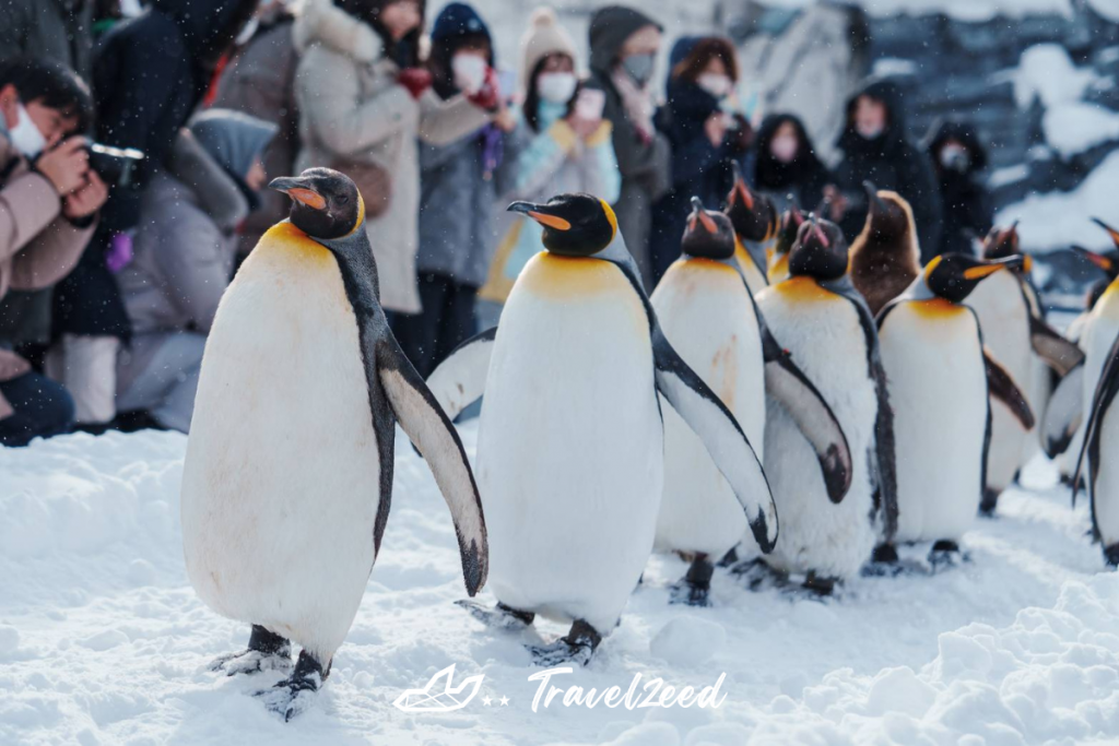 Penguin in HOKKAIDO, Japan