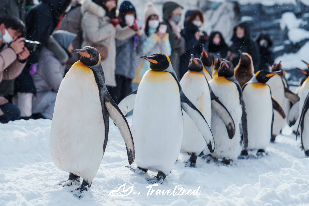 สวนสัตว์อาซาฮิยามะ (Asahiyama Zoo)