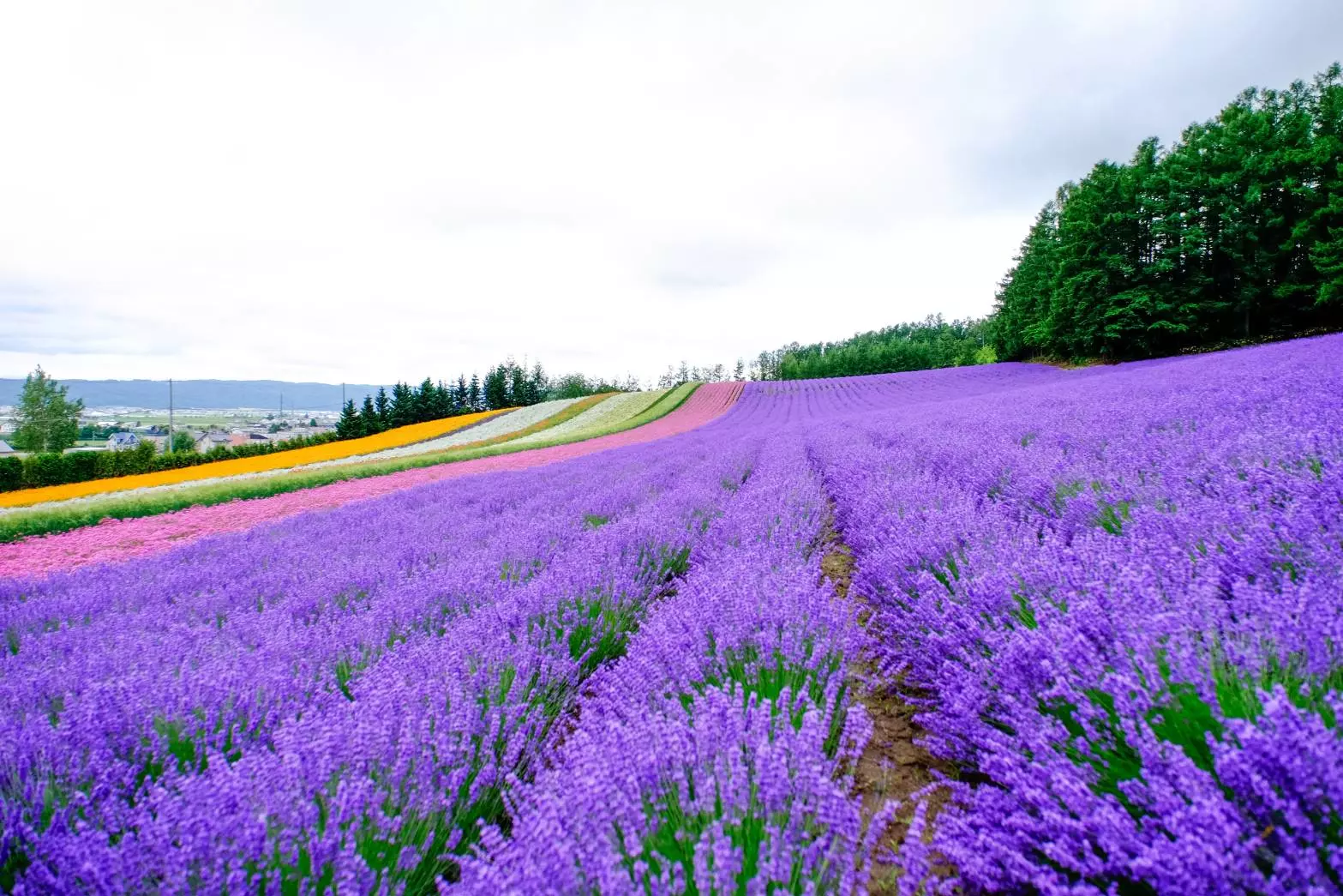 Furano