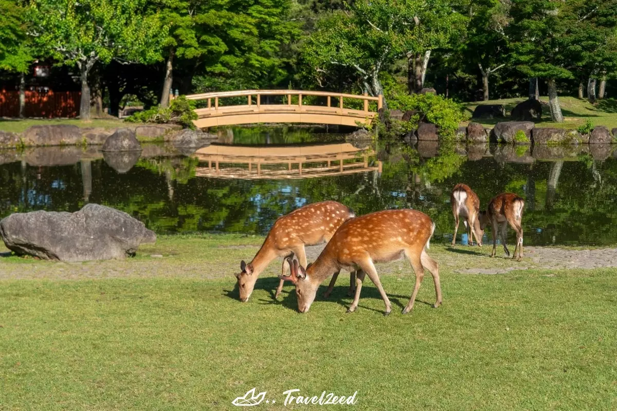 Nara Park