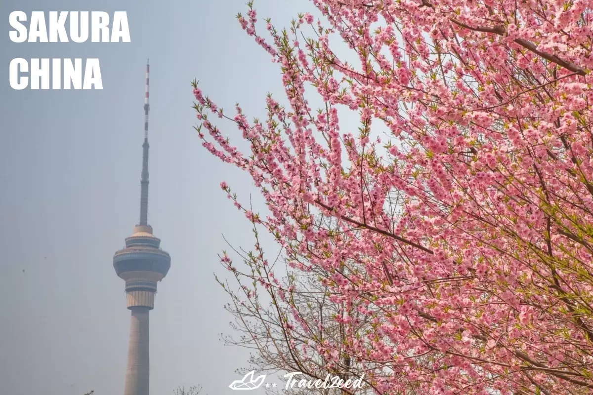 sakura china