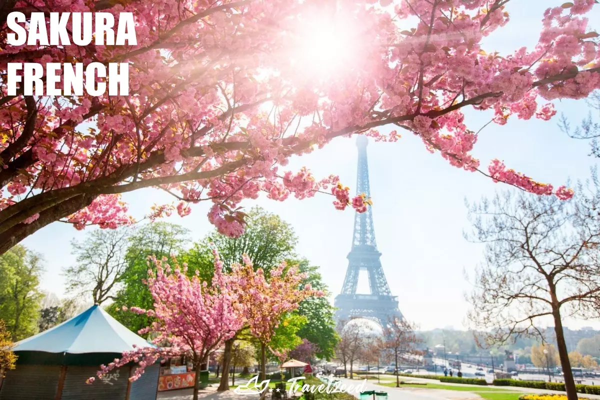 sakura france