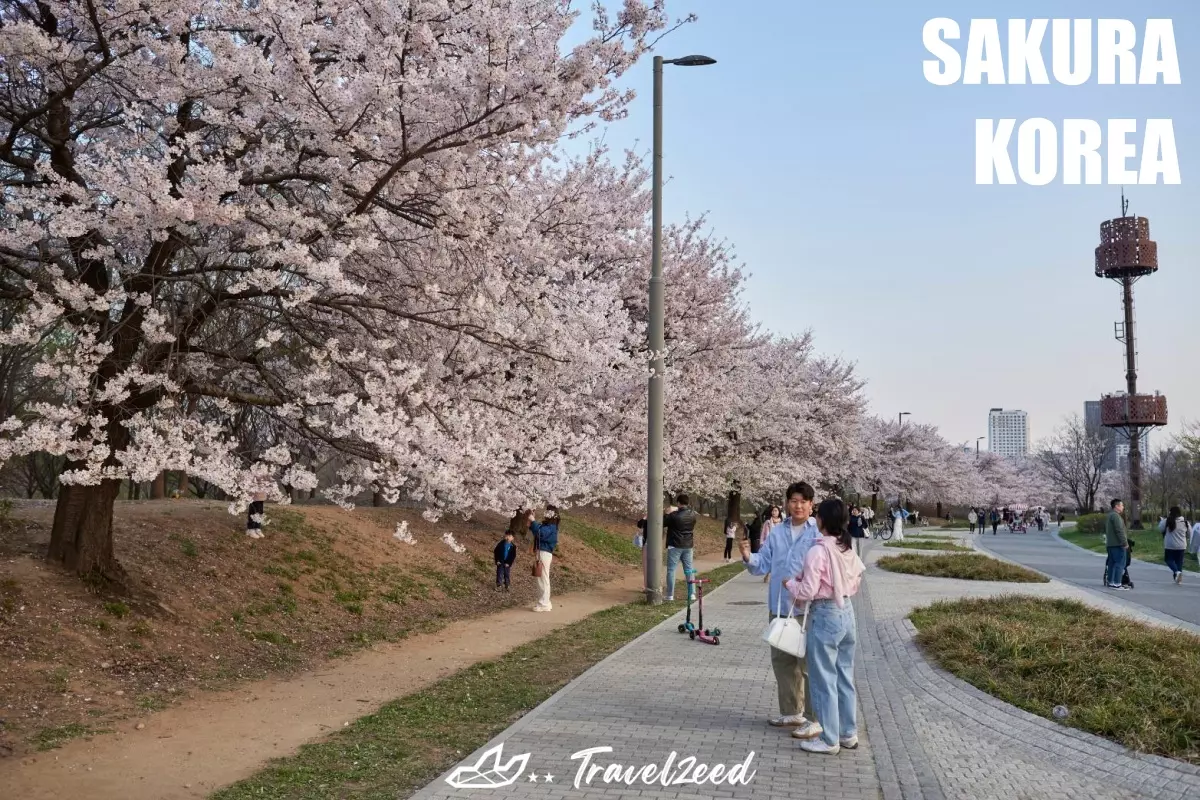 sakura korea