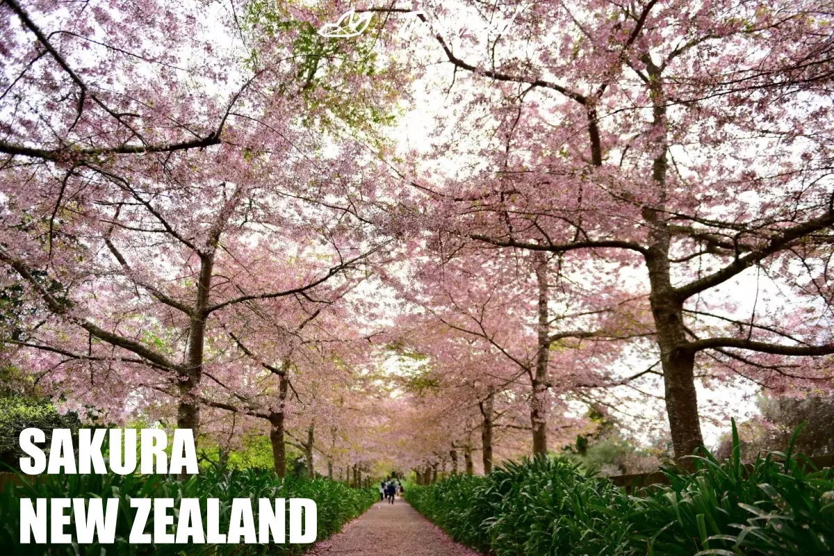 sakura new zealand