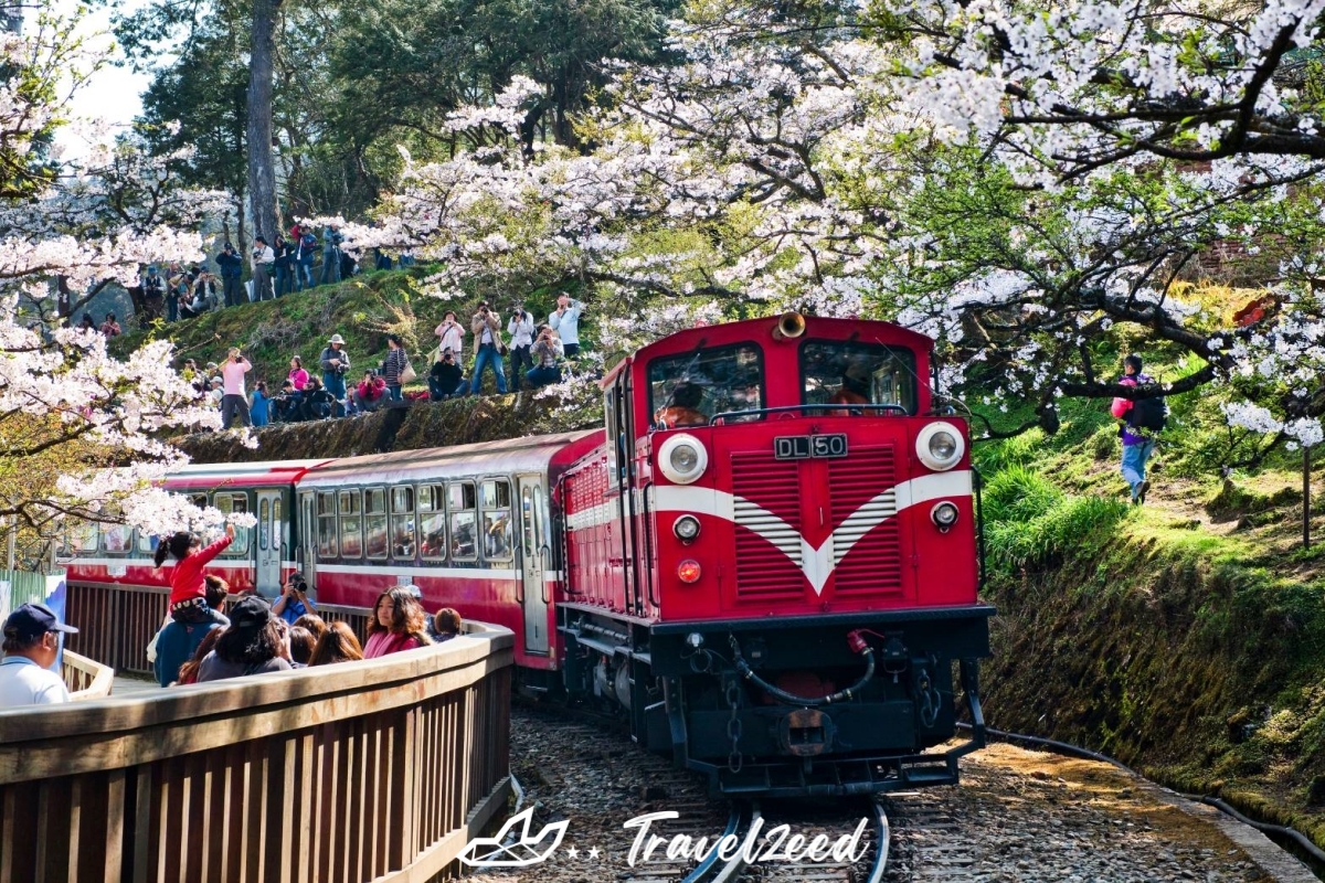 Alishan National Scenic Area