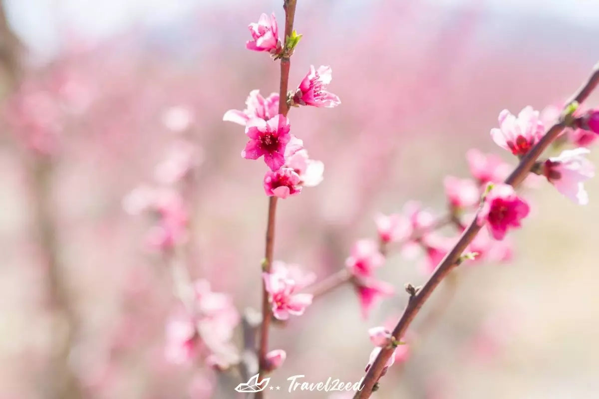 Peach blossoms