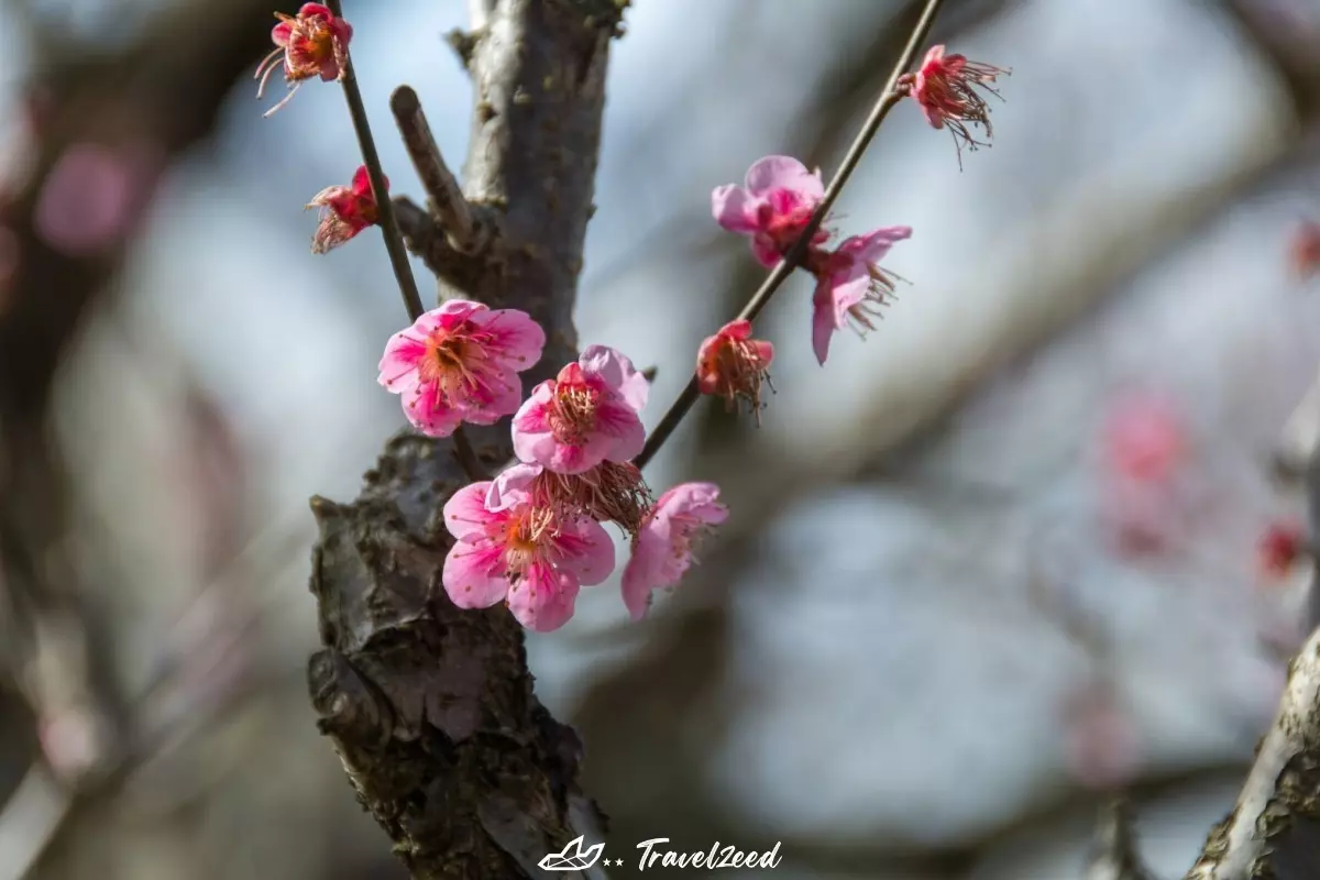 Plum blossoms