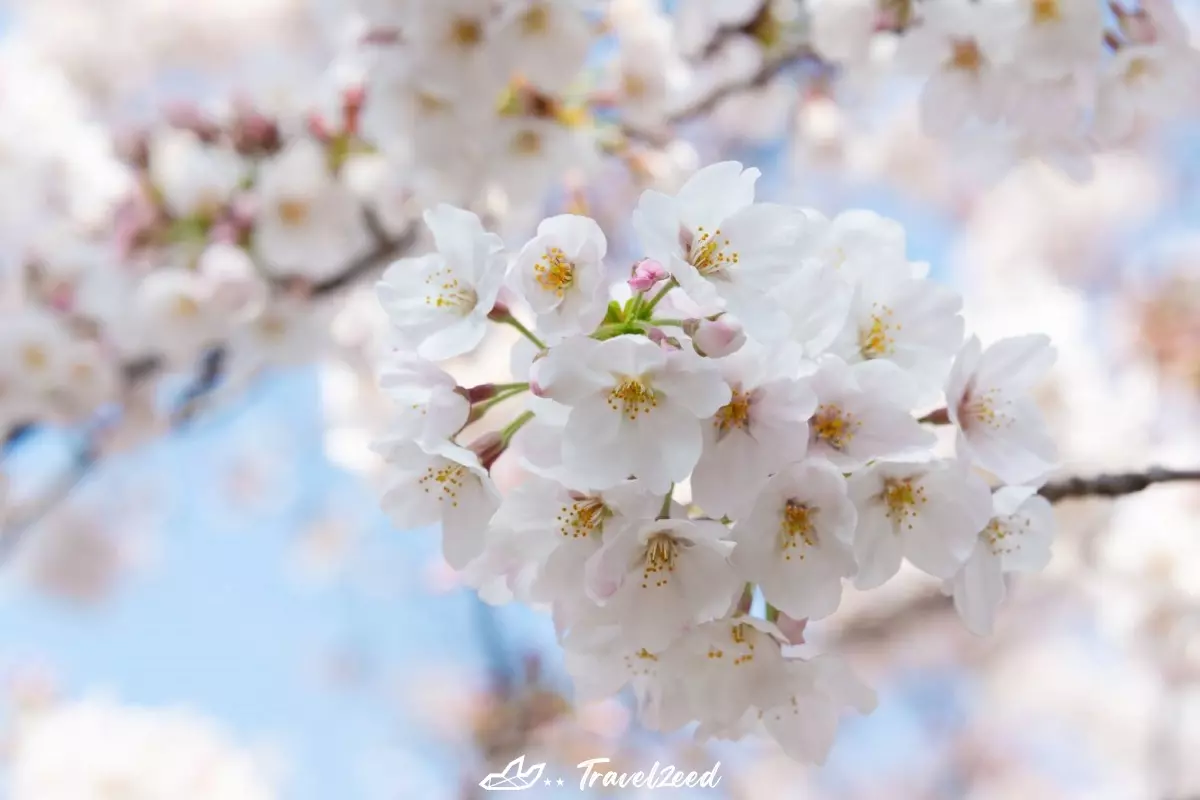 cherry blossoms