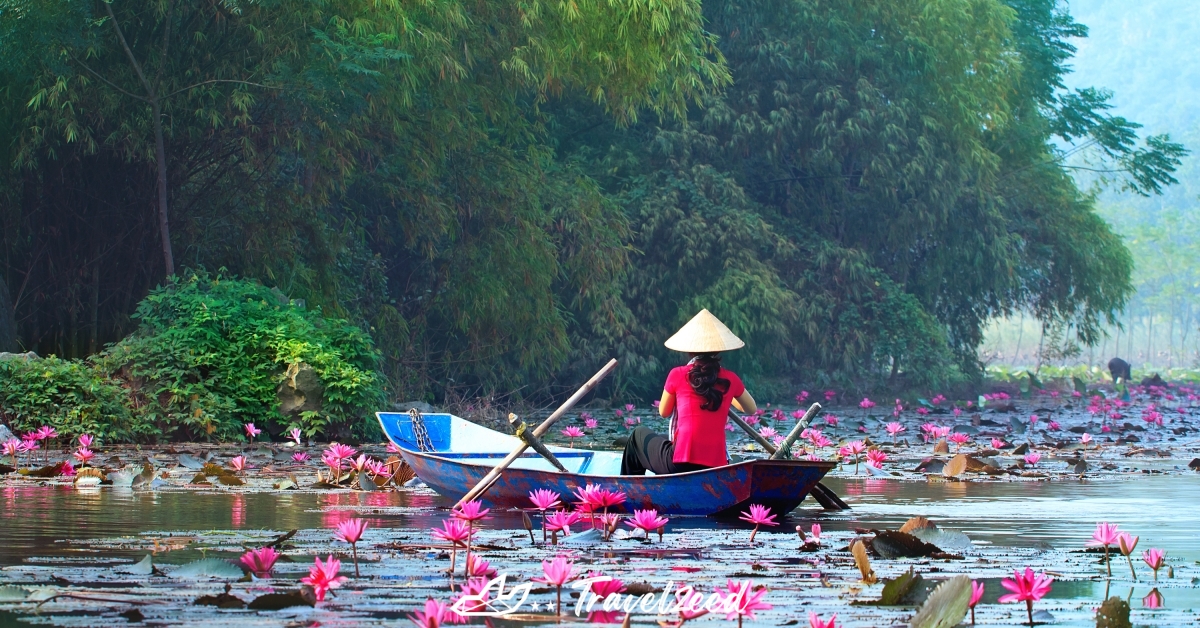 Hanoi Lotus Festival