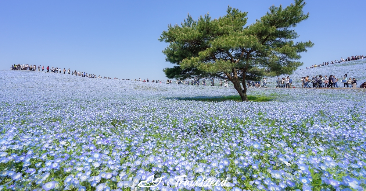 Hitachi Seaside Park Flower Festival