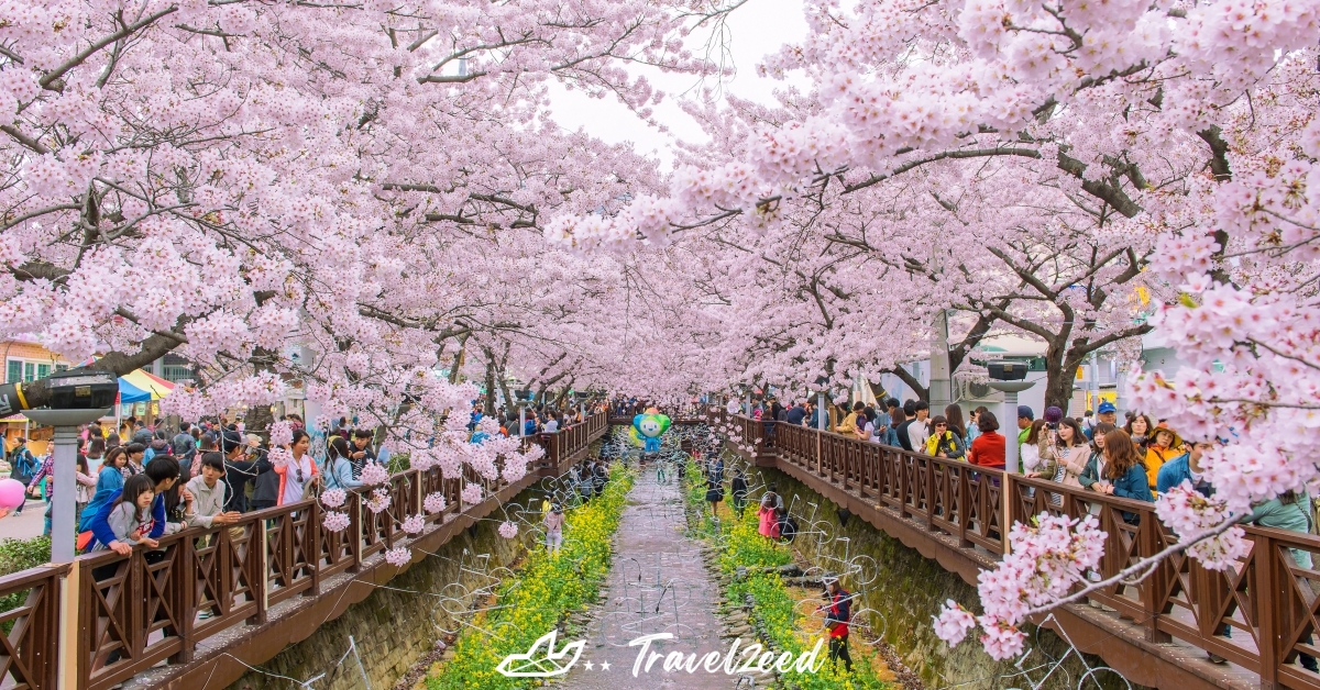 Jinhae Gunhangje Festival