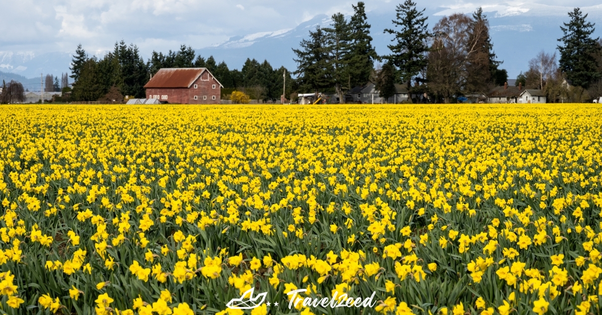 Daffodil Festival