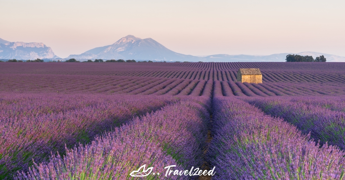 Provence Lavender Festival