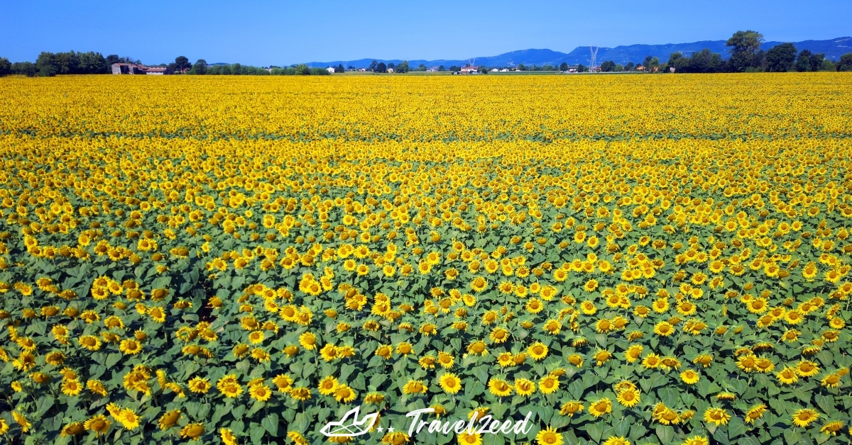 Tuscany Sunflower Bloom