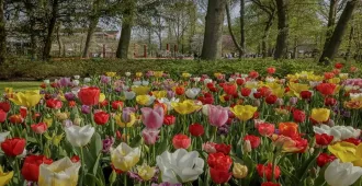 Benelux Germany Netherlands Belgium France Keukenhof  - ทัวร์เบเนลักซ์ เยอรมนี เนเธอร์เเลนด์ เบลเยี่ยม ฝรั่งเศส สวนเคอเคนฮอฟ