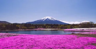 Japan Tokyo Kawagoe Fuji Shibazakura - ทัวร์ญี่ปุ่น โตเกียว คาวาโกเอะ เทศกาลฟูจิชิบะซากุระ (อิสระ 1 วัน)