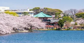 Japan Tokyo Hakone Fuji Spring Sakura - ทัวร์ญี่ปุ่น โตเกียว ฮาโกเนะ ล่องเรือกระจกทะเลสาบอาชิ ชมซากุระ