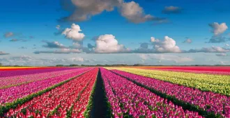 Benelux Germany Netherlands Belgium France Keukenhof - ทัวร์เบเนลักซ์ เยอรมนี เนเธอร์แลนด์ เบลเยี่ยม ฝรั่งเศส ชมดอกทิวลิปที่สวนเคอเคนฮอฟ