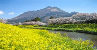 Japan Fukuoka  Beppu Sakura  - ทัวร์ญี่ปุ่น ฟุกุโอกะ บ่อน้ำพุร้อนเบปปุ ชมซากุระ (อิสระ 1 วัน)