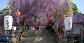 Japan Fukuoka Kumamoto Beppu Nakayama O-fuji Festival - ทัวร์ญี่ปุ่น ฟุกุโอกะ คุมาโมโตะ เบปปุ เทศกาลชมดอกวิสทีเรีย