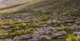 Pakistan Blooming - ทัวร์ปากีสถาน ซากุระ