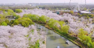 China Shanghai  Puyuan Ancient Town Sakura - ทัวร์จีน เซี่ยงไฮ้ หมู่บ้านโบราณผูหย้วน ชมซากุระ (ไม่ลงร้าน)