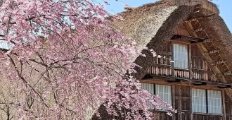 Japan Osaka Kyoto Gifu Takayama Fukui Shirakawa-go Village Sakura - ทัวร์ญี่ปุ่น โอซาก้า เกียวโต กิฟุ ทาคายาม่า ฟุกุอิ หมู่บ้านชิราคาวาโกะ ซากุระในสายลมหนาว