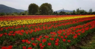 India Kashmir Colorfulness - ทัวร์อินเดีย แคชเมียร์ ชมทุ่งทิวลิป