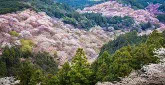 Japan Osaka Nara Nagoya Mount Yoshino Sakura - ทัวร์ญี่ปุ่น โอซาก้า นารา นาโกย่า ชมซากุระภูเขาโยชิโนะ